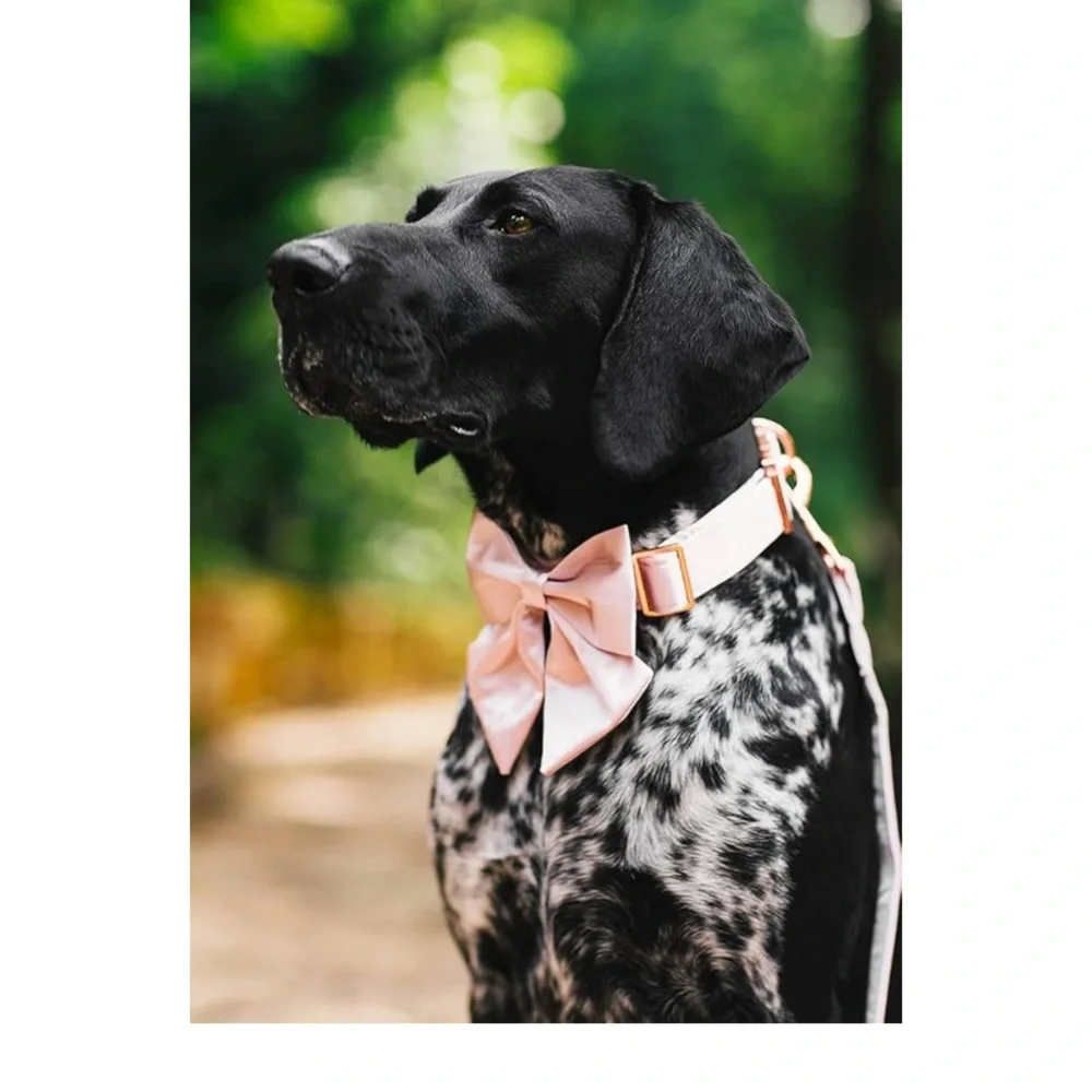 Pink Lionet Dog Bowtie (Detachable) Collar